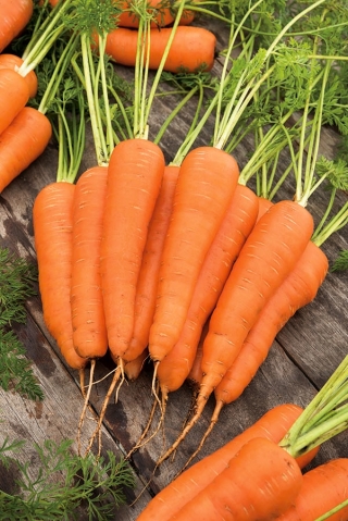 Carrot "Askona F1" - late, smooth variety that does not break - 4250 seeds