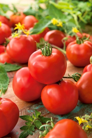 Tomate - Apis - 66 sementes - Lycopersicon esculentum Mill