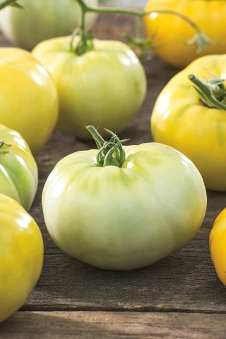 Tomato "White Beefsteak" - varietate albă - Solanum lycopersicum  - semințe