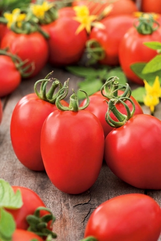 Tomate - Kmicic - 500 graines - Solanum lycopersicum