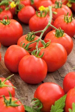 Tomato "Check" - field variety producing regularly shaped fruit