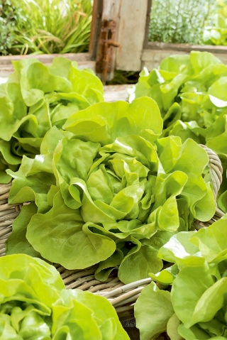 Salat Hoved - Voorburg Wonder - Lactuca sativa L. var. Capitata - frø