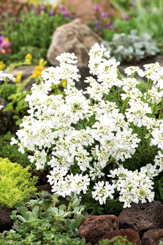 Evergreen Candytuft, Perennial Candytuft семена - Iberis sempervirens - 125 семена