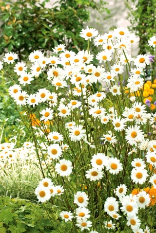 Marguerite - blanc - Chrysanthemum leucanthemum - graines