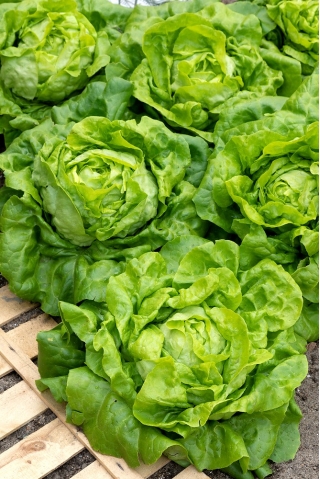 Butterhead lettuce "Michalina" - grows large, light green heads - 850 seeds