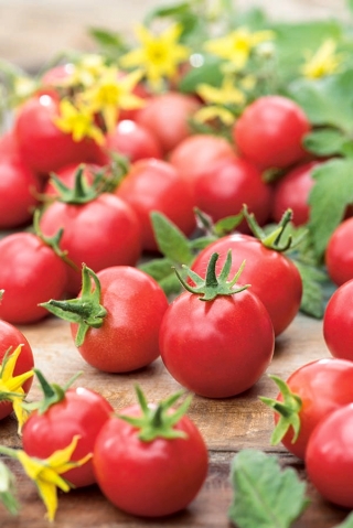 Fält tomat "Rubinka" - lång, körsbärsort - 
