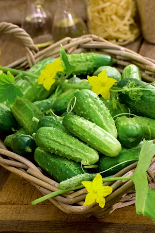 Field cucumber "Cornichon de Paris" - SEED TAPE