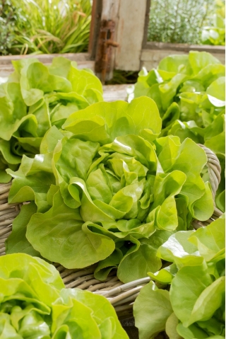 Salad butterhead salad "Attractie" - 855 biji - Lactuca sativa L. var. Capitata - benih