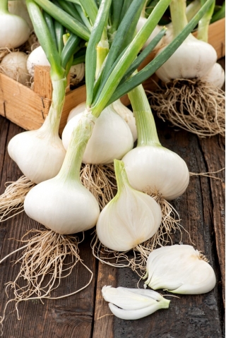 Winter onion "Hiberna" - for bulbs and chives - 500 seeds