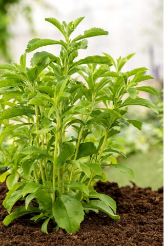Stevia rebaudiana - 30 sementes
