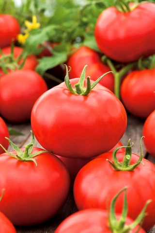 トマト「アルカ」 - 早い、矮性の品種 -  SEED TAPE - Lycopersicon esculentum  - シーズ