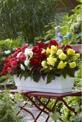 ביגוניה רב פרחים - מולטיפלורה מקסימה - תערובת מגוון צבעים - 2 יח ' - 