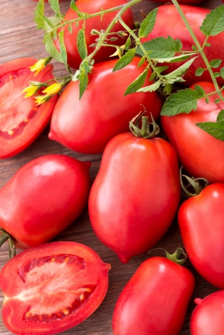 Tanaman kerdil tomato 'Malinowy Bosman' - varieti awal sederhana, disyorkan untuk mengekalkan -  Lycopersicon esculentum - Malinowy Bosman - benih