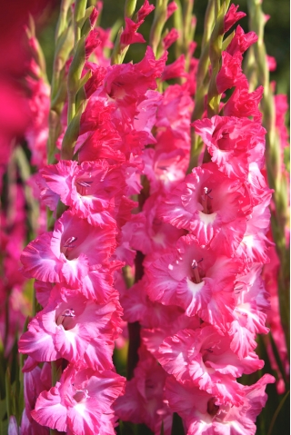 Gladiolo de flores rosadas frizzled - 5 piezas de bulbos de flores de tamaño XL - 