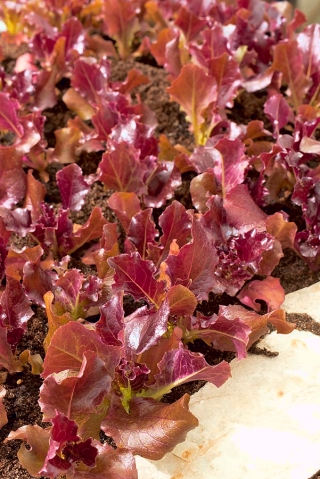 салат-латук - Biscia Rossa - Lactuca sativa - Biscia Rossa - семена