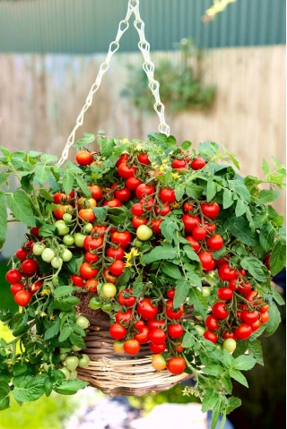 Tomat - Bajaja - Lycopersicon esculentum Mill  - frø