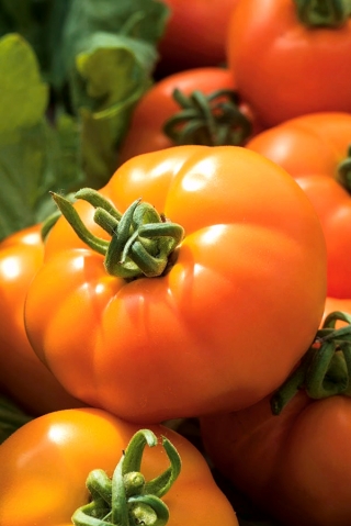 Tomaatti - Orange Wellington - kasvihuone - Lycopersicon esculentum Mill  - siemenet