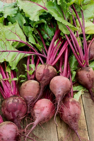 Red beetroot "Moulin Rouge" - pelbagai monogram - Beta vulgaris - benih