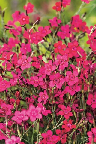 乙女のピンクの種 - ナデシコ -  deltodies  -  2500種子 - Dianthus deltoides - シーズ
