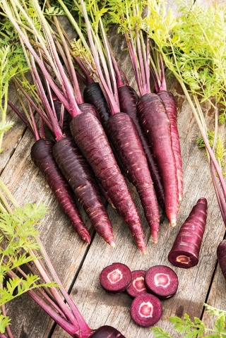Морковь - Deep purple - 425 семена - Daucus carota ssp. sativus