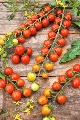 Tomaatti – Bead - 160 siemenet - Lycopersicon esculentum var. cerasiforme