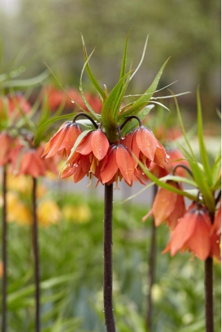 Crown imperial - Beethoven; fritilar imperial, coroana lui Kaiser