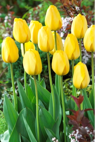Tulip Golden Parade - large package! - 50 pcs