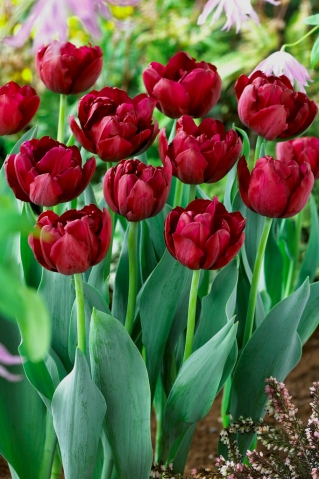 Tulipe Anthracite - 5 pieces
