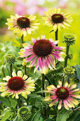 Ružovkasto-koneflower - Green Twister; zimolez východný fialový, zimolez fialový, zimolez ježka, echinacea - 