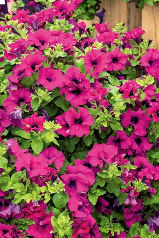 Violetinės gėlės galinė petunija - 