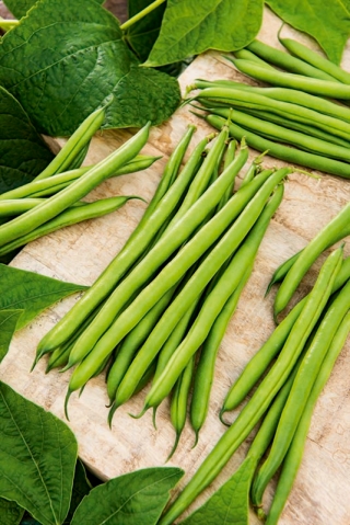 Trpasličí zelené francouzské fazole Muza - strunná odrůda - 