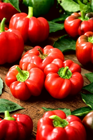 Pimenta vermelha de tomate Olenka - fruta achatada e com nervuras - 