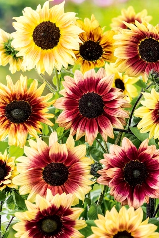 Niedrig wachsende dekorative Sonnenblume &quot;Finesse&quot; - 