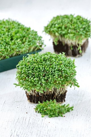 Microgreens - Alfalfa - mladé listy jedinečnej chuti - 100 gramov - 