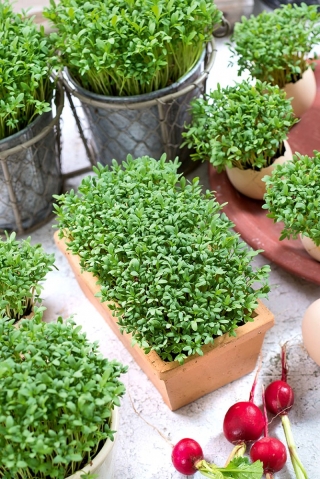 Mikrovihreät - puutarhakrassi - nuoret, ainutlaatuisen maukkaat lehdet - 100 grammaa - 