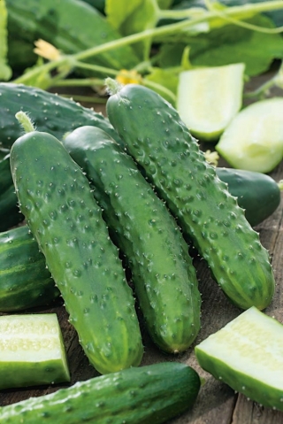 Komkommer 'Marieta F1' - 100 gram - professionele zaden voor iedereen - 