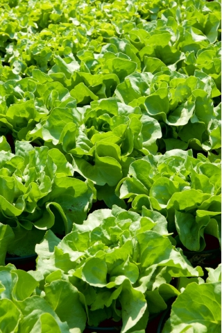 Butterhead salat 'Adinal' - 10000 frø - profesjonelle frø for alle - 