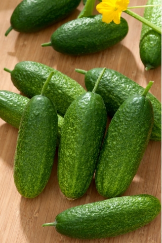 Cucumber 'Karen F1' - a parthenocarpic variety - 500 seeds - professional seeds for everyone