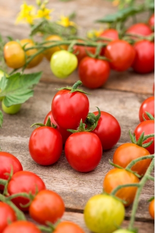 Tomato 'Curranto F1' - 250 seeds - professional seeds for everyone