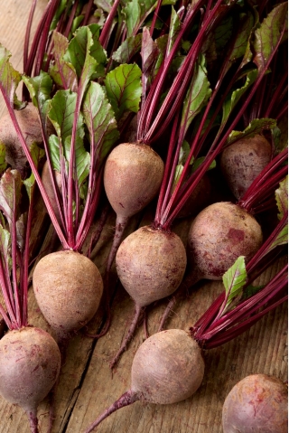 Red beetroot 'Monika' - 100 grams - professional seeds for everyone