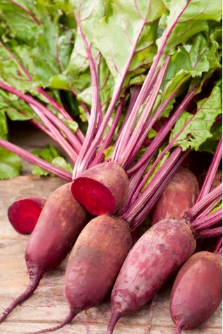 Red beetroot 'Renova' - 500 grams - professional seeds for everyone