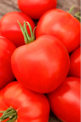 Pomidoras 'Palava F1' - 250 sėklų - profesionalios sėklos visiems - 