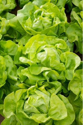 Butterhead salat 'Alamer' - for høst og høst - 5000 profesjonelle frø for alle - 
