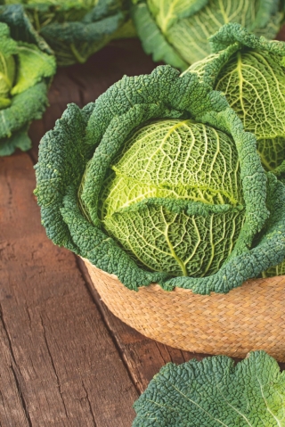 Savoy cabbage 'Verita F1' - 2500 seeds - professional seeds for everyone