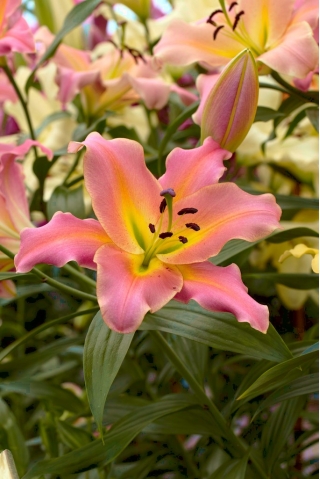 Pink-flowered tree lily