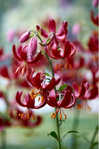 "Claude Shride" red martagon lily; Turk's cap lily