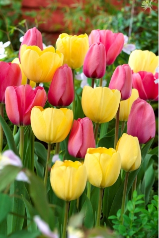 Pink and yellow–flowered tulip set – 50 pcs