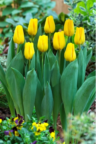 Postavy' tulipán - 5 cibúľ
