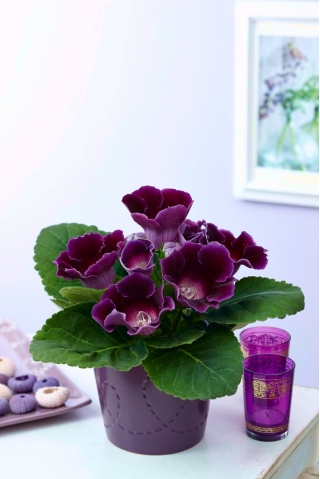 Violacea purple gloxinia (Sinningia speciosa) - nagy kiszerelés! - 10 db.