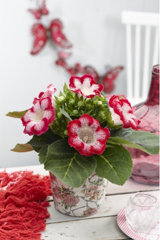 Tigrinia Red gloxinia - valko-punaiset, pilkulliset kukat - iso paketti! - 10 kpl